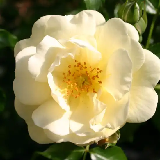 -21°C - Trandafiri - Sunny Rose® - 